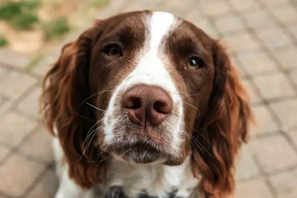 English Springer Spaniel Dog Breed