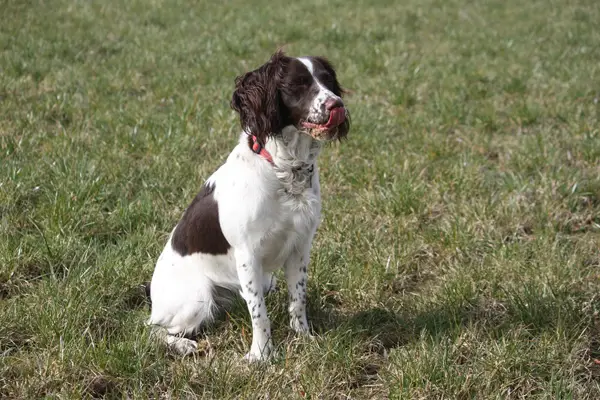 English Springer Spaniel Facts