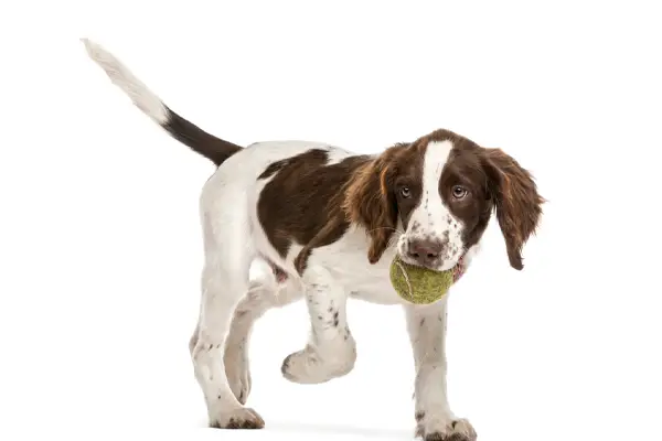 English Springer Spaniel