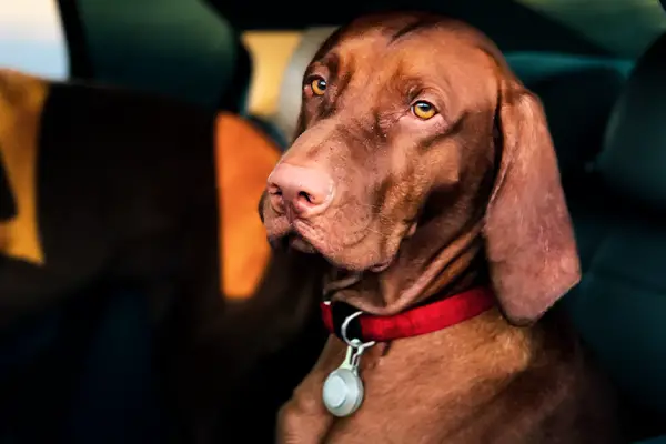 Fido on a car ride