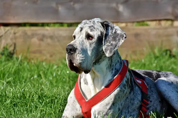 Great Dane Dog Breed