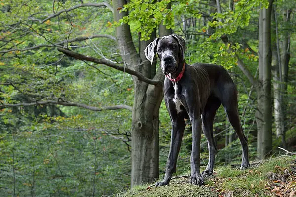 Great Dane Facts