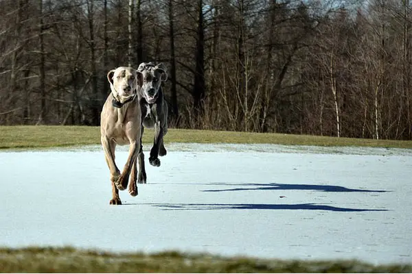 Great Dane