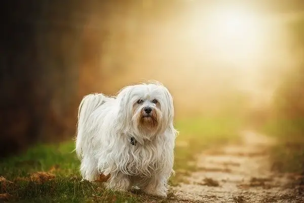 Havanese Dog Breed