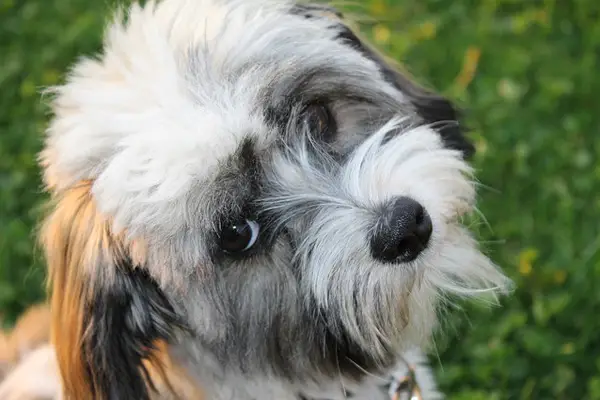 Havanese Facts