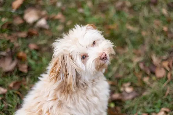 Havanese