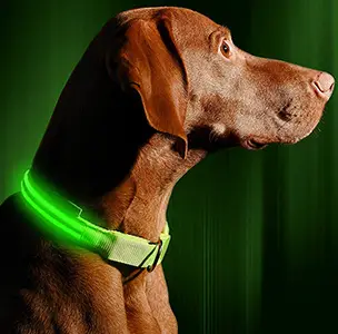 Illumiseen LED Dog Collar