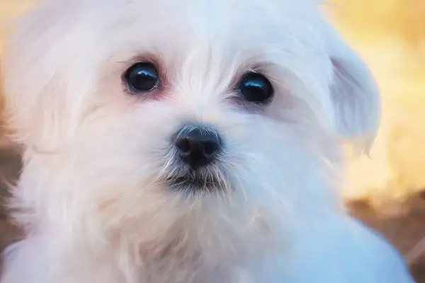 Maltese Dog Breed