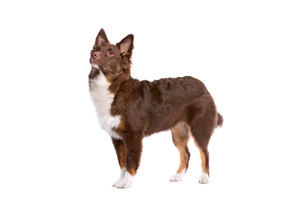 Miniature American Shepherd Dog Breed