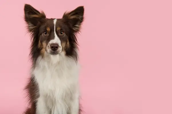 Miniature American Shepherd Facts