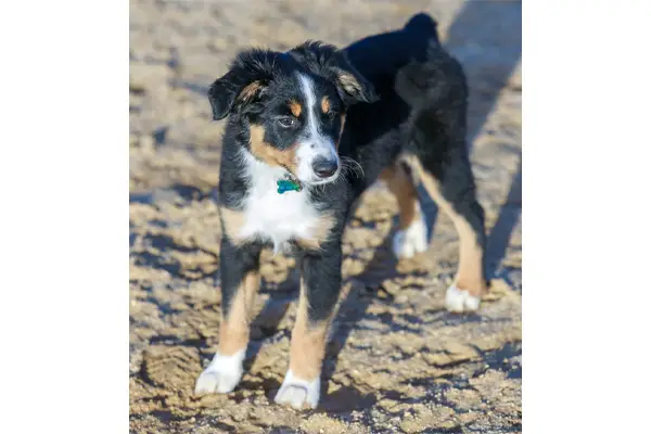 Miniature American Shepherd