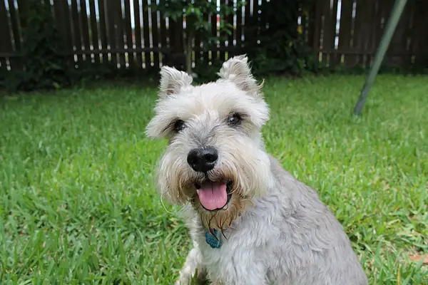 Miniature Schnauzer Dog Breed