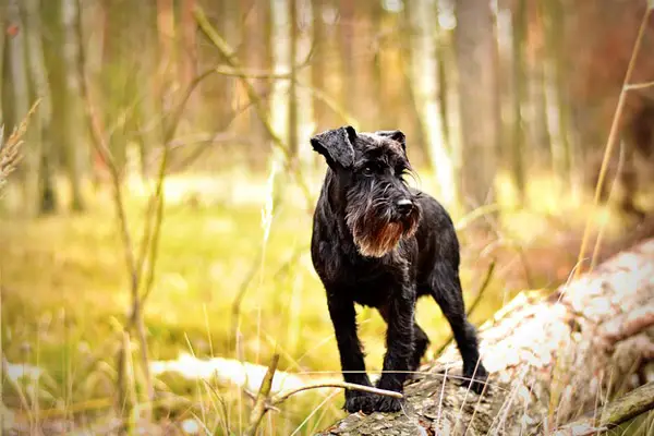 Miniature Schnauzer