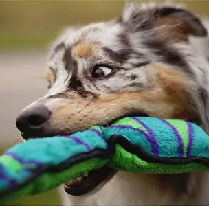 Outward Hound Snake Dog Toy