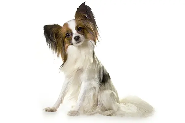 Papillon Dog Breed