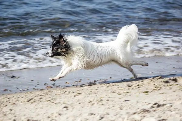 Papillon Toy Dog Size