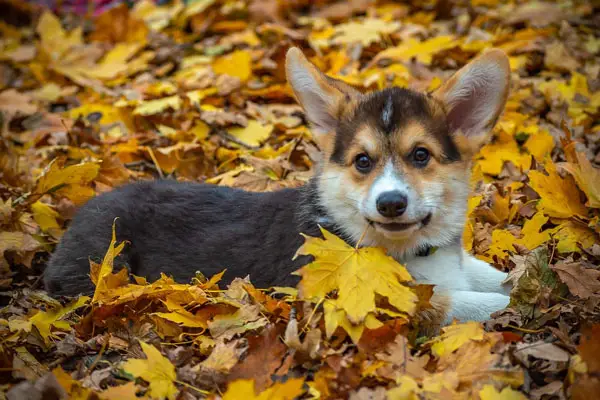 Pembroke Welsh Corgi Dog Breed