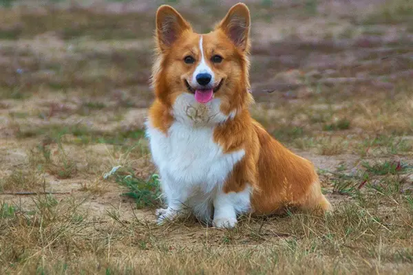 Pembroke Welsh Corgi Facts