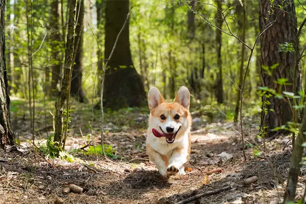 Pembroke Welsh Corgi