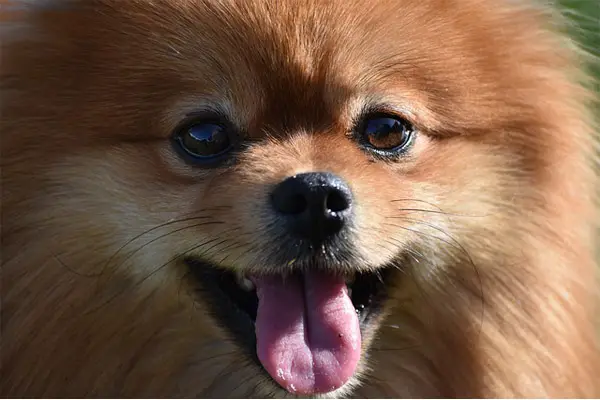 Pomeranian Dog Breed