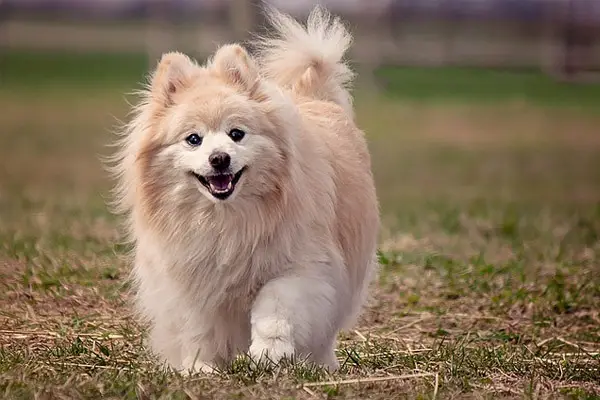 Pomeranian