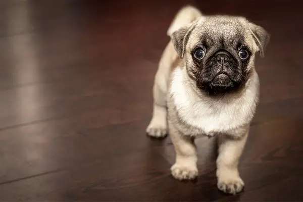 Pug Dog Breed