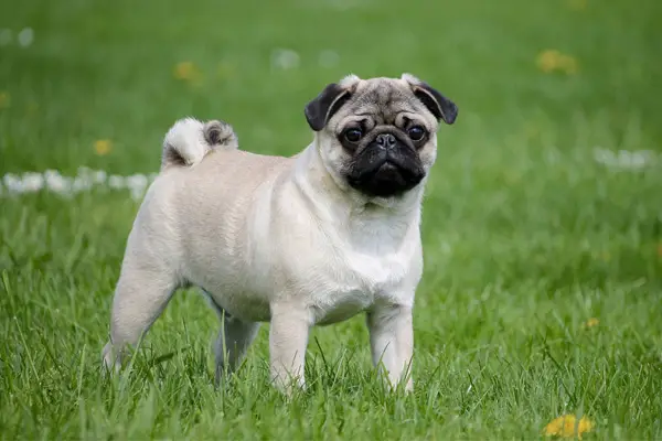 Pug