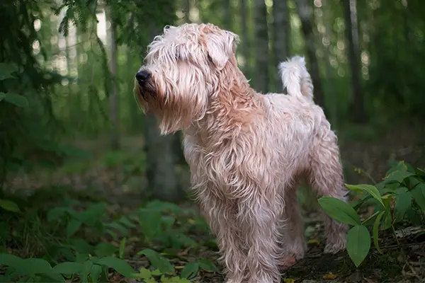 Puppy Soft Coated Wheaten Terrier