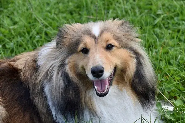 Shetland Sheepdog Dog Breed