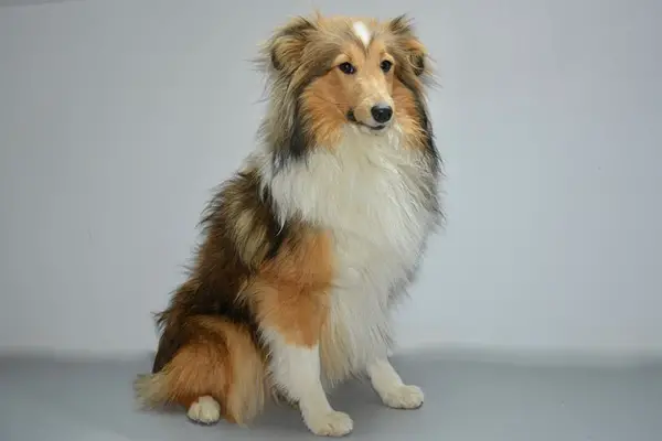 Shetland Sheepdog Facts