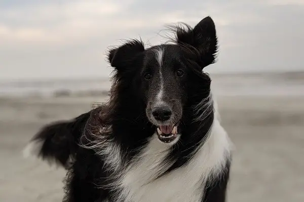 Shetland Sheepdog