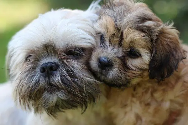 Shih Tzu Dog Breed