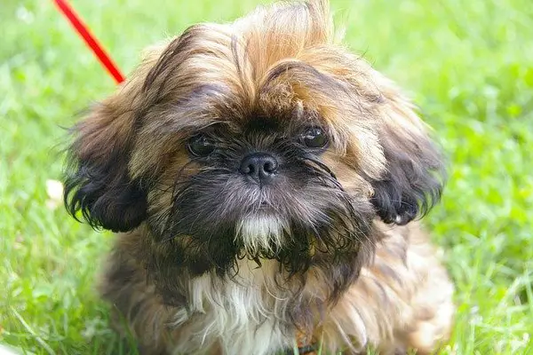 Shih Tzu Facts