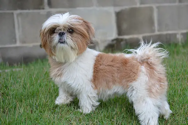 Shih Tzu