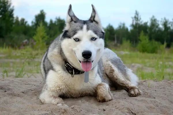 Siberian Husky Dog Breed