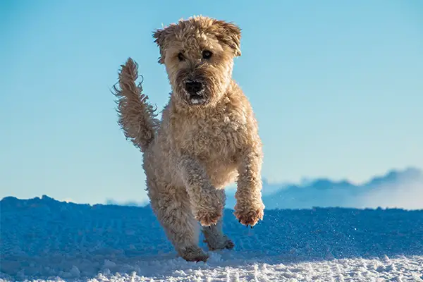 Soft Coated Wheaten Terrier Dog