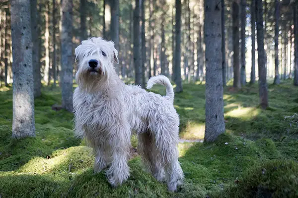 Soft Coated Wheaten Terrier breed