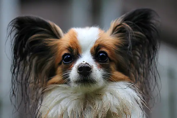 Toy Dog Breed - Papillon