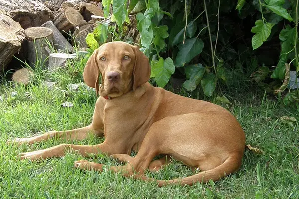 Vizsla Dog Breed