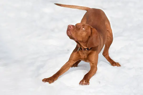 Vizsla