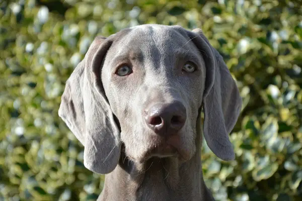 Weimaraner Dog Breed