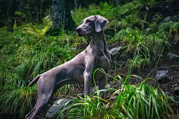 Weimaraner Facts