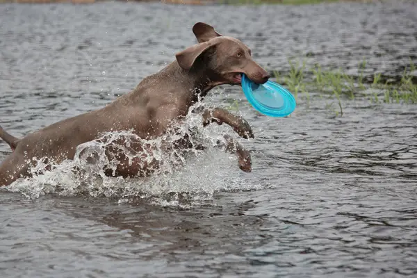 Weimaraner