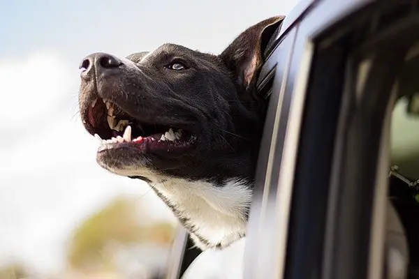 dog in car ride