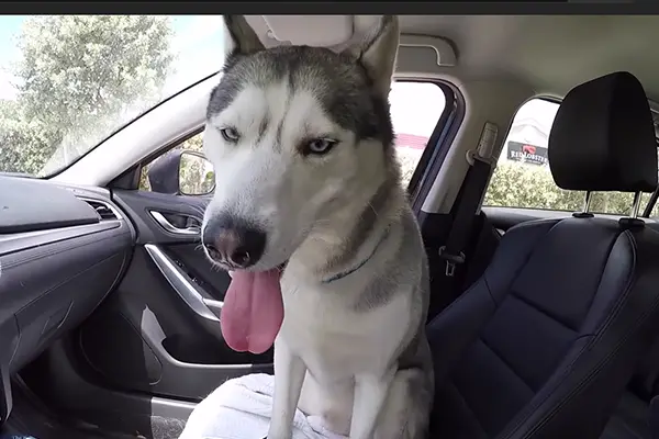dog loving a car ride