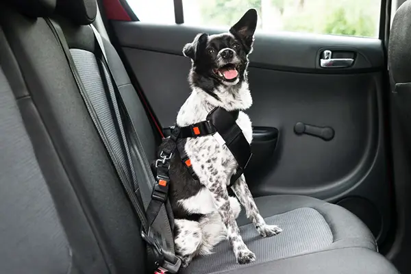 How Does A Dog Seat Belt Harness Work Furry Friends Gear - Best Dog Seat Belt Harness