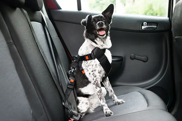 dog seat belt