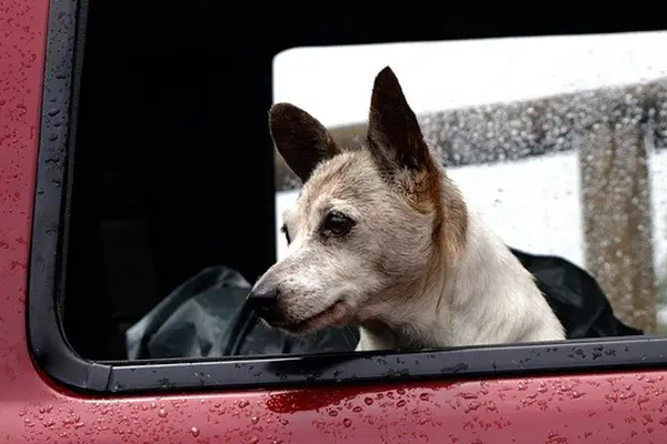 dog traveling in back seat