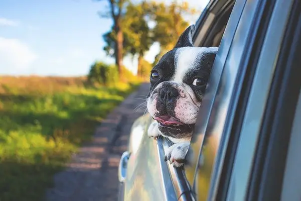 happy dog on long road trip