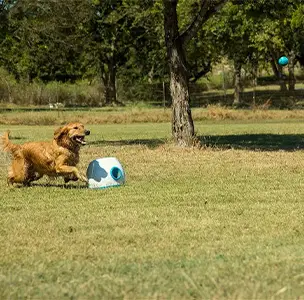 iFetch Ball Launcher